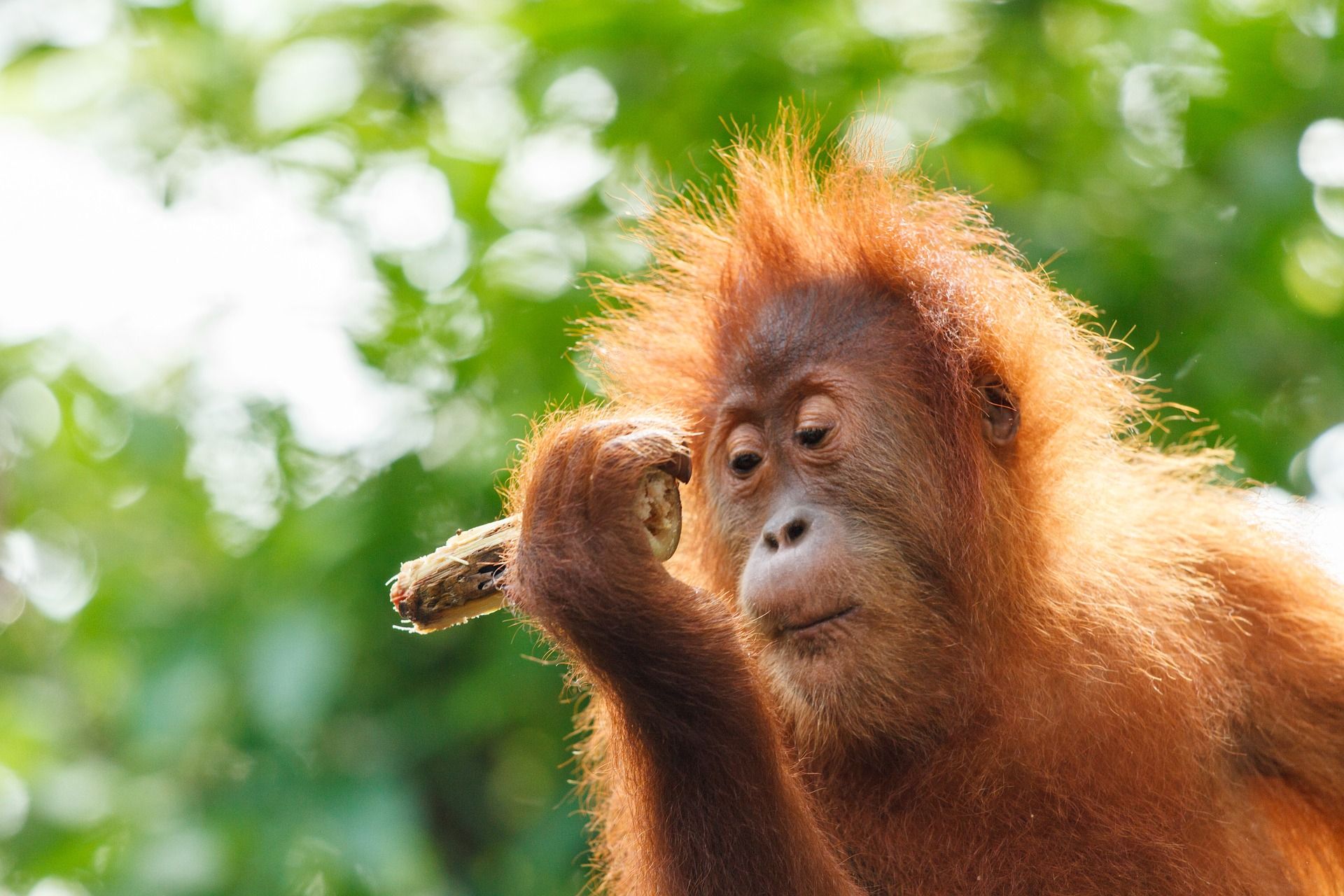 U POSETI PLEMENIMA LOVCIMA NA GLAVE U NAJSTARIJOJ DZUNGLI SVETA - BORNEO