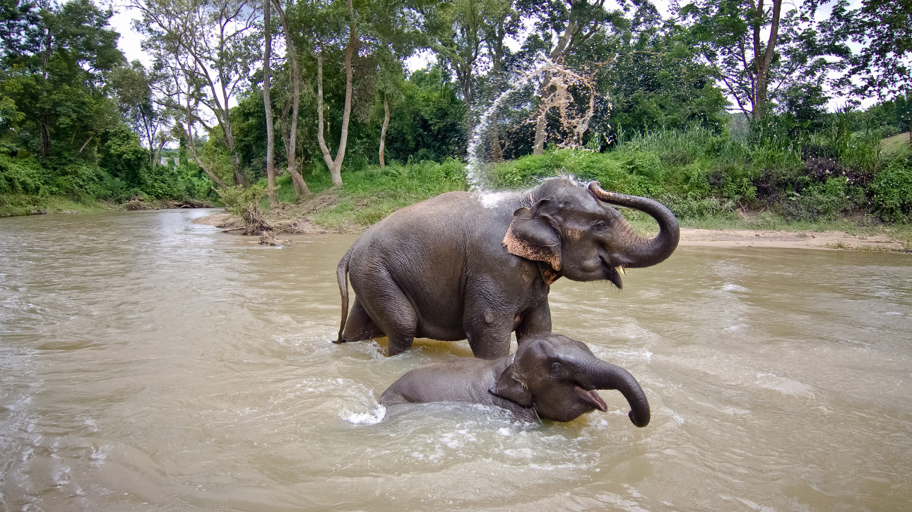 Kupanje sa slonovima – Puket