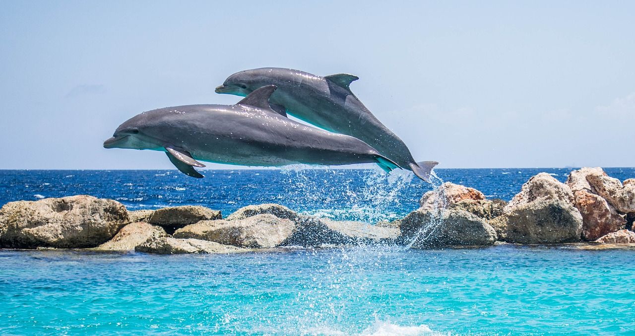Dan na moru - katamaran, kupanje i delfini