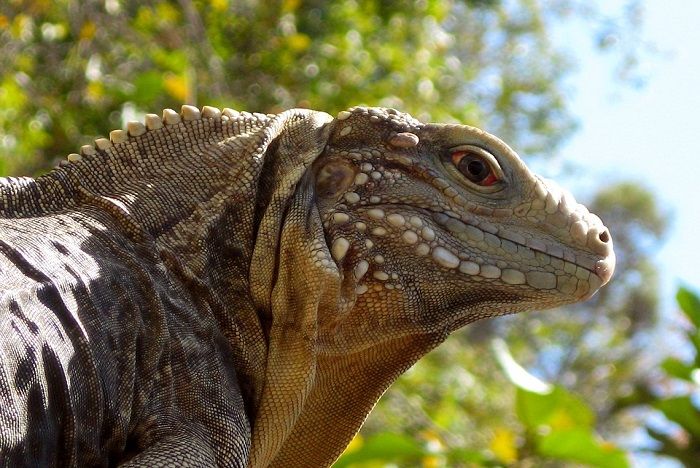 Ostrvo Iguana