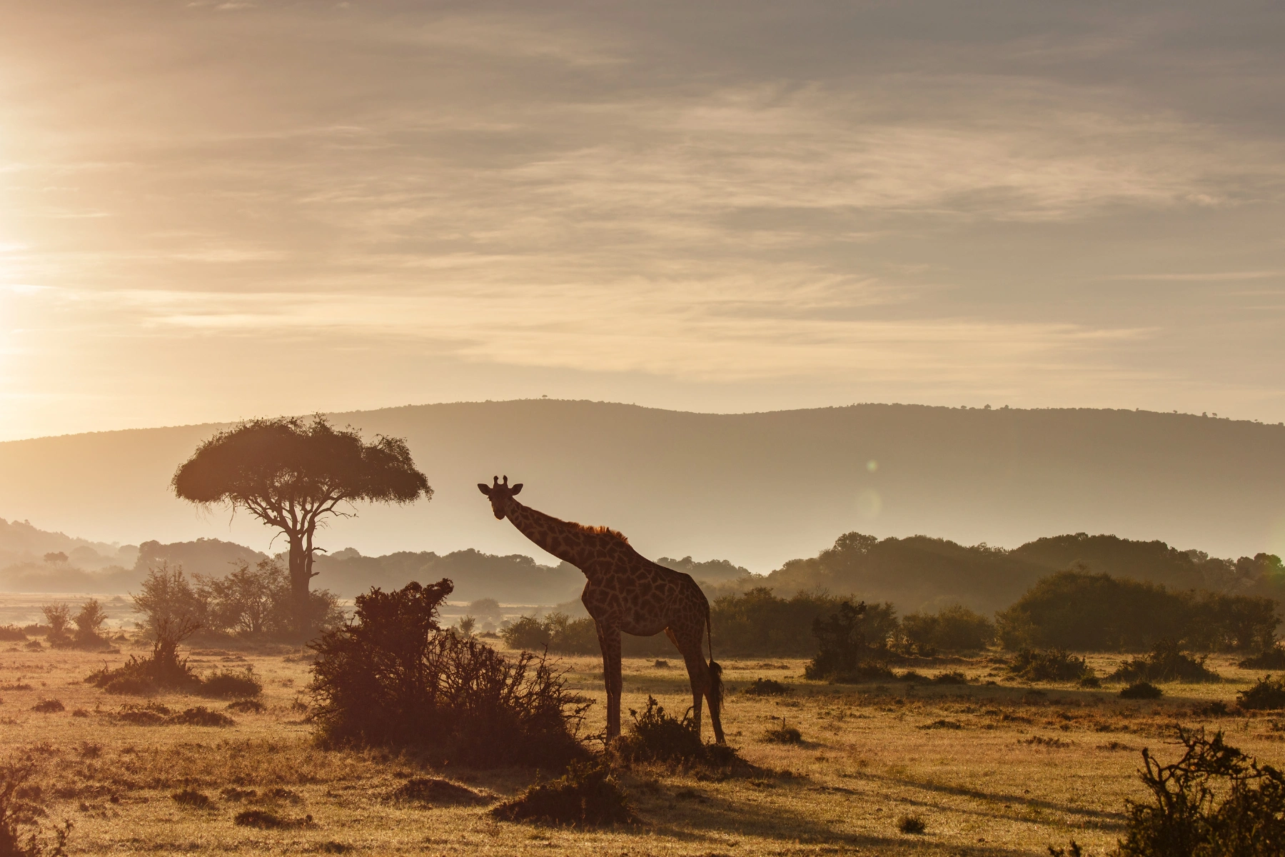 Kenija plaža i safari - Nairobi, Diani plaža i NP Tsavo