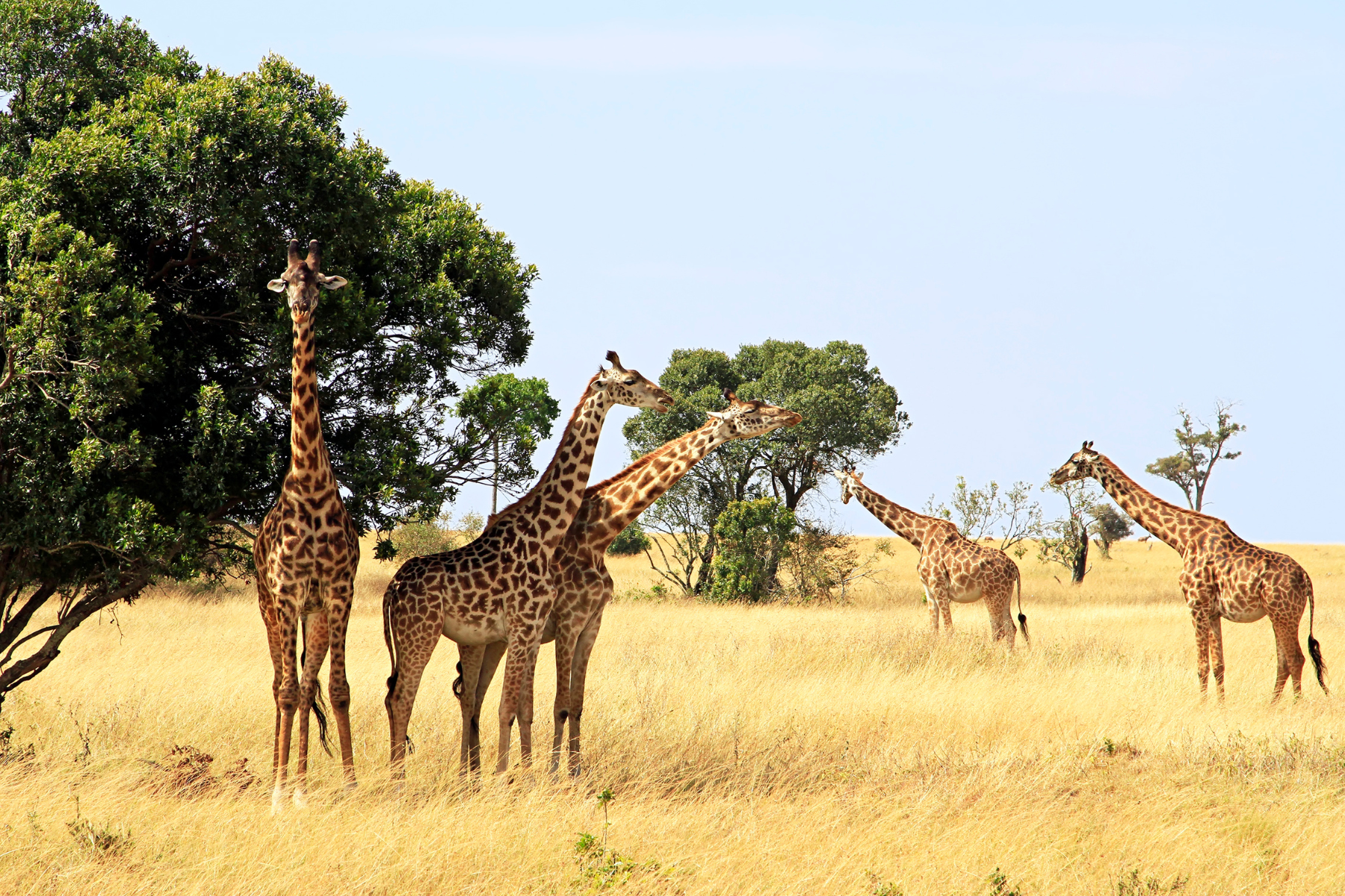 Kenija safari Masai Mara