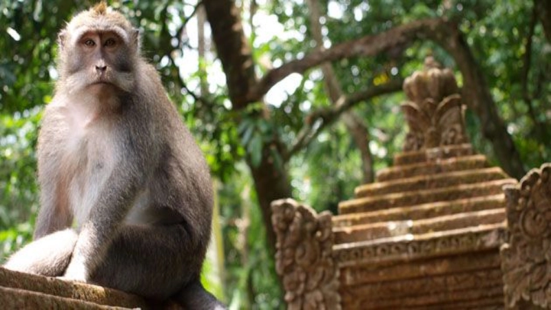 Ubud, šuma majmuna, Goa Gajah hram, bašta začina i Kintamani