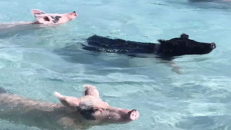 Pig island