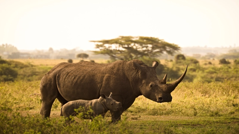 Masai Mara