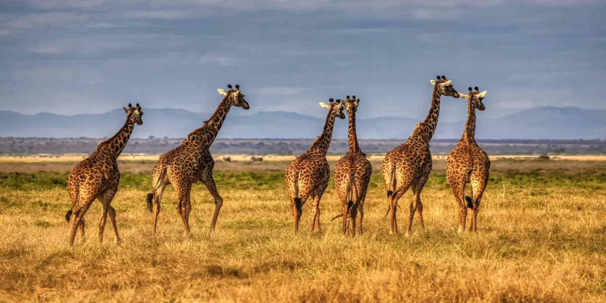 Kenija Plaža i Safari