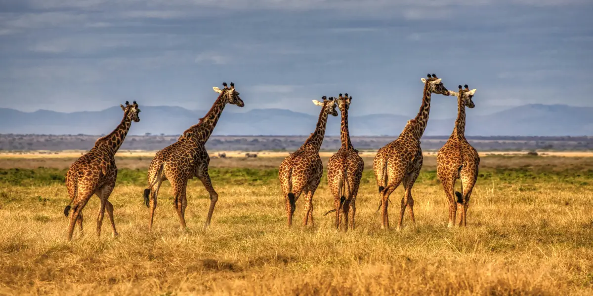 Kenija plaža i safari - Diani plaža i NP Tsavo
