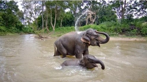 Fakultativni izlet – Kupanje sa slonovima Krabi Shelter